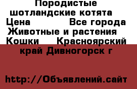 Породистые шотландские котята. › Цена ­ 5 000 - Все города Животные и растения » Кошки   . Красноярский край,Дивногорск г.